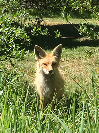 A fox in the forest